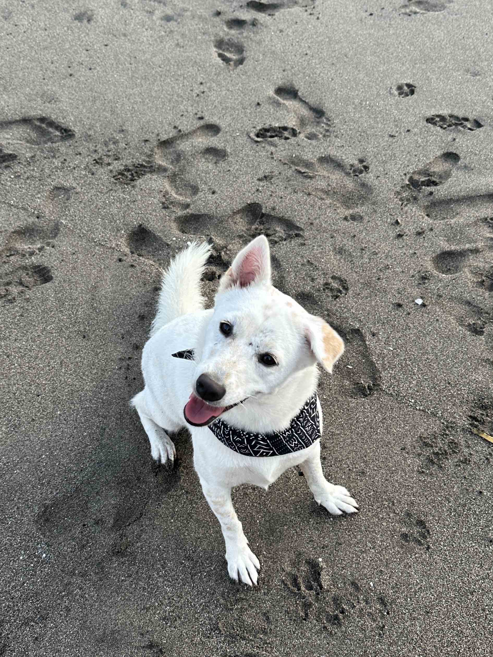 Pet care and animal services in Bali